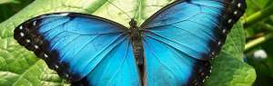Изображение объявления 1. Продажа Живых тропических бабочек из Южной Америки более 30 Видов