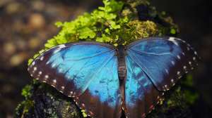 Изображение объявления 1. Продажа Живых тропических бабочек изФилиппин более 30 Видов