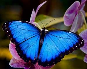 Изображение объявления 1. Продажа Живых тропических бабочек из Коскта Рикки более 30 Видов