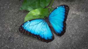 Изображение объявления 1. Продажа Живых тропических бабочек из Африки более 30 Видов