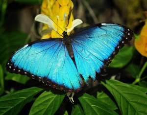 Изображение объявления 1. Продажа Живых тропических бабочек из Африки более 30 Видов