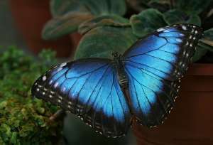 Изображение объявления 1. Продажа Живых тропических бабочек из Кении более 30 Видов