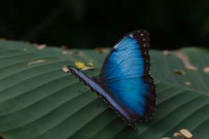 Изображение объявления 1. Продажа Живых тропических бабочек из Кении более 30 Видов