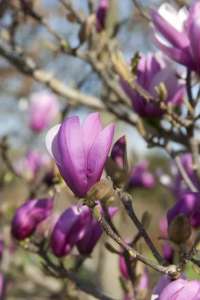   1.     ( Magnolia liliiflora Nigra)