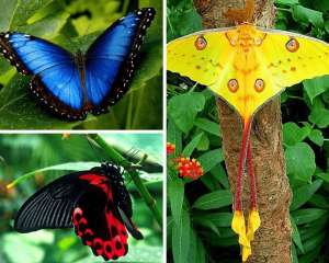 Изображение объявления 1. Живые тропические бабочки Зимой и Летом, Удивите ваших близких