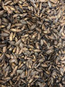 ����������� ���������� 1. ��������� �������� �����