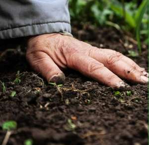 Изображение объявления 1. Агрисолика - кремниевое удобрение для сада и огорода в гранулах