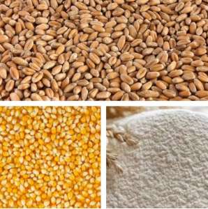 Изображение объявления 1. Продам оптом пшеницю, муку, кукурудзу