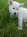 Изображение объявления 2. Аляскинский маламут (белый) щенки