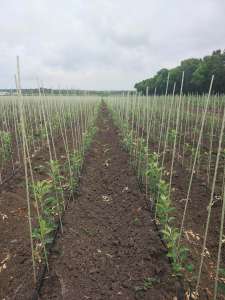   1.   ,       POLYARM