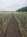   2.   ,   . POLYARM  