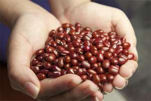   1. Beans from Ukraine. Bandolya, White round, Kidni, Mavka and others