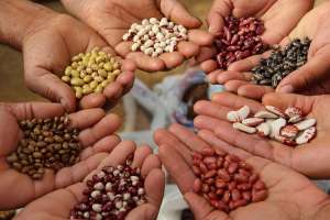 Изображение объявления 1. Supplies of beans from Ukraine