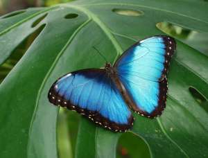 Изображение объявления 1. Живые тропические бабочки Зимой и Летом, Удивите ваших близких